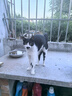 好之味全价海鲜猫粮添加鸡肉松夹心美毛干粮三文鱼幼猫成猫主食粮10kg 实拍图