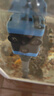 森森（SUNSUN）鱼缸过滤器循环水泵三合一抽水泵水族箱过滤制氧 底吸吸便2.5W增氧流量可调 适合0.4m以下缸 实拍图