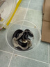 SMVP玉米蛇活物真蛇宠物蛇爬宠幼体翠青异宠白化蛇宠无毒黑王暴风雪盲 墨西哥黑王蛇【苗】 实拍图