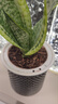佰花锦金边虎皮兰盆栽好养常青绿植好养矮脚花卉室内客厅办公室耐旱 【懒人专属】金边虎皮兰+繁星吸水盆 整体高度约25-35cm 实拍图