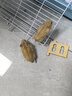 宠以沫仓鼠活物已打过疫苗长毛金丝熊三线紫仓布丁银狐笼子家养小宠物 布丁一对 实拍图