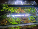 吉印刀锋s鱼缸灯led灯防水全光谱鱼缸照明灯水草灯小型超白鱼灯26cm 实拍图