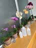 浇水浇花挤压室内园艺工具长嘴尖嘴弯嘴花卉多肉家用植物滴水喷壶 带刻度*环保材质【浇水利器】 拍一发三【大号+中号+小号】 实拍图