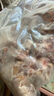 龙大肉食 国产猪排骨块2斤 猪排骨 冷冻免切出口级排骨红烧烧烤煲汤 实拍图