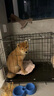 喵末狗笼子大中小型犬狗窝带厕所折叠便携猫笼子超大号狗狗围栏宠物笼 黑色50*33*38 适合10斤内 基础款：防卡脚垫+托盘厕所 实拍图