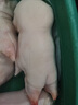 万鲜王农家散养小香猪新鲜宰杀猪蹄带筋猪蹄免处理猪蹄新鲜速冻发货 带筋土猪蹄(4只) 实拍图