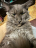 夸克猫粮 幼猫成猫英短美短蓝猫布偶全价通用猫咪主粮 全价牛肉味猫粮丨20斤丨送猫粮1斤 实拍图