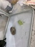 鱼缸水下微景观乌龟 装饰品苔藓夜光造景摆件对对碰玩具 卡通童趣 卡通乌龟系列微景观【1个】 实拍图