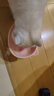 乐优派陶瓷猫碗高脚猫食盆护颈防打翻猫狗喝水碗宠物碗 粉色可爱猪 实拍图