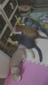 LEGENDSANDY蓝氏全价猫粮成猫幼猫生骨肉冻干粮 猎鸟乳鸽500g 实拍图