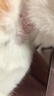 LEGENDSANDY蓝氏乳鸽猫粮幼猫成猫猫零食主食猫条餐包猫咪尝鲜大礼包246g 实拍图