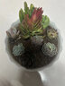 疏影暗香 多肉植物套装多款入门肉肉盆栽多肉组合区办公室室内萌肉植物 随机多肉10颗 碗莲花盆 营养土 实拍图
