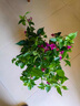 沁茗毓三角梅盆栽花苗植物室内外庭院阳台好养四季开花爬藤易成活花卉 紫霞仙子 商家推荐-6年苗【花期带花发货】 实拍图
