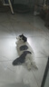 WOWO喔喔冻干三鲜双拼全价猫粮 鳕鱼虾9kg 实拍图