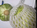 山东新鲜甘蓝包菜卷心菜圆白菜新鲜嫩绿莲花白现摘现发早餐减脂 新鲜包菜 1.5-2斤 人工挑拣 实拍图