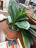 种花迷君子兰盆栽老苗带花苞四季好养多肉花卉绿植物室内圆头和尚大小苗 带土包成活特级12-14片叶子+生 不含盆 实拍图