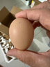 京喜加 鲜鸡蛋 土鸡蛋  五谷喂养 山林自养鸡蛋早餐 生鲜超市买菜40g 20枚 0.8kg 实拍图