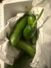 京喜加新鲜无刺水果小黄瓜小青瓜脆甜荷兰脆嫩生吃黄瓜蔬菜 水果黄瓜 1斤 净重 实拍图