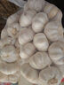 山东金乡蒜大蒜出口标准精选大蒜头蔬菜调料单果5cm 【专享】出口网兜925g5-5.5cm特大 实拍图