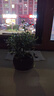 开时果 小叶赤楠盆景摆件 办公室桌面绿植花卉好养盆栽植物源头直发包邮 【热销款】舍得紫砂盆+苔藓+底座 实拍图