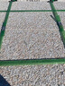 花岗岩芝麻灰火烧板地铺石板建筑工程铺地石砖灰麻花岗岩地铺石板 浅灰色 实拍图
