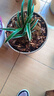 帝王妃兰花整盆发货妃矮种金边兰盆栽花浓香型常青室内绿植好 凤凰冠(浓香型) 去盆发货 +肥 6苗以上 实拍图