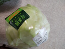 北菜园有机圆白菜400g 卷心菜包菜新鲜蔬菜【进店多样加购】北京延庆 实拍图