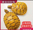 宠物乌龟活物 宠物活体乌龟 半水龟小乌龟苗 观赏龟活体 15-17厘米下蛋宠物龟 2只情侣龟 实拍图