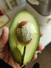 京鲜生智利牛油果 微催熟4粒 单果160g起 新鲜水果 源头直发包邮 实拍图