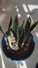 佰花锦金边虎皮兰盆栽好养常青绿植好养矮脚花卉室内客厅办公室耐旱 3颗精品金边虎皮兰裸根 整体高度约25-35cm 实拍图