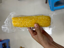 东北甜糯玉米黄糯白糯黑糯 单棒均重＞250g 新采年货真空包装 混合装黄糯4白糯3黑糯3 实拍图