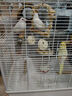 CARNO PET PRODUCTS卡诺鸟笼鹦鹉笼子不锈钢鸟笼大号家用别墅防溅洒新款生态玄凤笼子 实拍图