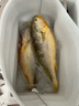 渔吻深海特大黄花鱼 冰鲜大黄鱼2斤一条 海鲜礼盒 生鲜鱼类 【2条 】大黄花鱼500g/条 实拍图