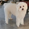 宠物吹水机大型犬专用宠物吹风机吹狗毛家用狗狗洗澡吹毛一体机 【Max版】控温控速-高浓负离子 实拍图