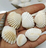 天然海螺贝壳鱼缸水族箱造景装饰工艺品收藏小礼物 天然贝壳海螺50g装【20个左右】 多种款式混装随机发货 实拍图