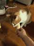宠幸【大桶装】宠幸猫零食猫冻干桶猫咪狗狗零食幼猫成猫粮伴侣鸡胸肉 【2桶】鸡胸肉500g+鸡肉粒500g 实拍图