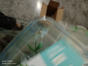 贝特阿斯（BestHA）耐热玻璃饭盒上班族高硼硅饭盒微波炉冰箱保鲜盒 便当盒RLC1800 实拍图