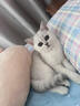 涴喵 苏氏纯种英短幼猫短毛猫大脸猫宠物猫咪活体辅助喂养 宠物级 【银渐层】 实拍图