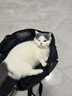 网易严选全价冻干双拼猫粮 主粮成幼猫无谷高鲜肉好适口 美毛护胃1.8kg 实拍图