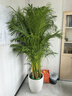 叹为观止大型植物发财树各种大颗盆栽开业乔迁客厅办公室内好养大型花卉 散尾葵【1.5-1.7米】 不含盆 实拍图