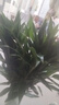 绿有意富贵竹水培植物转运竹花卉绿植室内盆栽绿水养带根鲜花发萝财 超值20棵】65-75cm买10+10 不含盆 实拍图