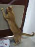 喵仙儿猫抓板剑麻垫耐磨不掉屑防猫爪沙发保护墙贴猫抓垫猫咪用品 50*80 实拍图