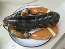 鲟好物 波士顿龙虾大波龙 冰鲜冷冻澳洲大龙虾虾类海鲜水产 1.2-1.5斤/只 1只大龙虾 实拍图