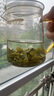 御恒春日照绿茶2025新茶春茶散装袋装茶叶特级浓香型板栗香特产绿茶 500g送赠品6选一 实拍图