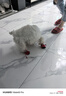 憨憨乐园宠物外出遛狗狗鞋防滑防水雨鞋泰迪比熊小型犬耐磨靴子鞋子脚套6 实拍图