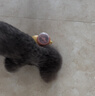疯狂的主人猫玩具小黄鸭漏食器冻干发射器猫咪狗狗自嗨解闷放零食玩具逗猫棒 实拍图