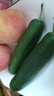 京地达山东水果黄瓜 净重3斤 单果100g+ 现摘小黄瓜蔬菜源头直发包邮 实拍图