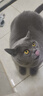 GO！SOLUTIONS无谷三鳕全猫粮16磅/7.26kg多肉成猫幼猫通用原装进口 实拍图