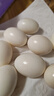 保卫蛋蛋新鲜鸽子蛋农家孕妇宝宝杂粮喂养送礼礼盒年货节礼盒送礼 店长推荐丨鸽子蛋30枚（550g） 实拍图