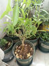 欧悟米兰花盆栽花卉植物室内四季开花带花苞浓香茉莉花苗盆景驱蚊绿植 九里香1盆【高度40-50cm原土】 实拍图